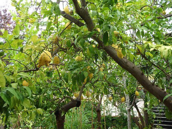 I Giardini di Cataldo